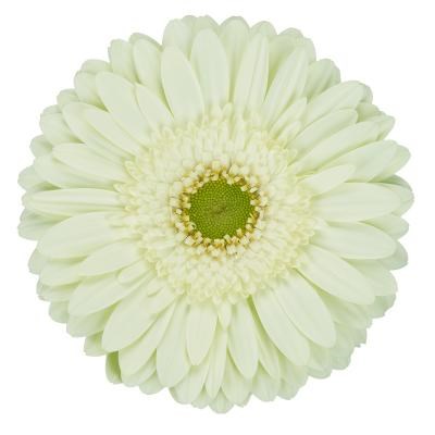 Gerbera Mint