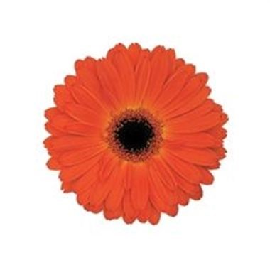 Gerbera Mistique