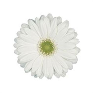 Gerbera Mont Blanc