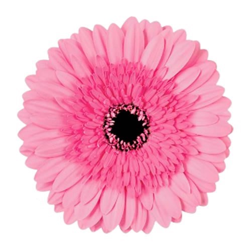 Gerbera Mozart
