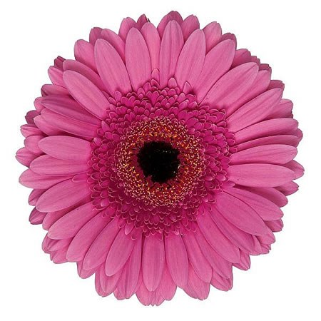 Gerbera Oilila