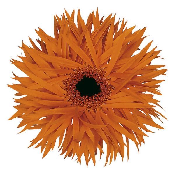 Gerbera Orange Springs