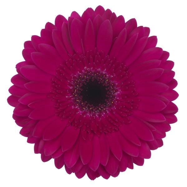Gerbera Passoa