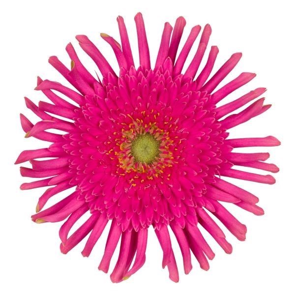 Gerbera Pasta Frivol