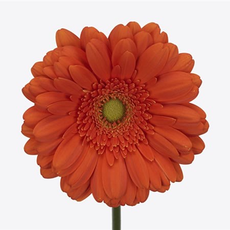 Gerbera Peptalk