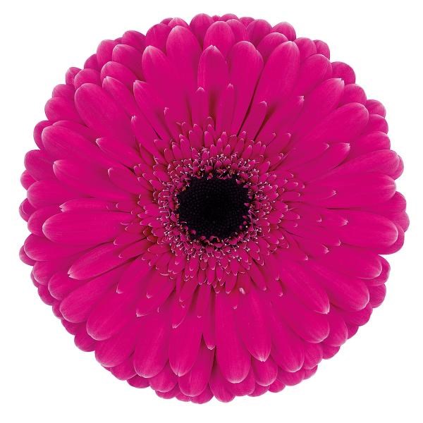 Gerbera Picobello