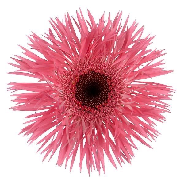Gerbera Pink Springs