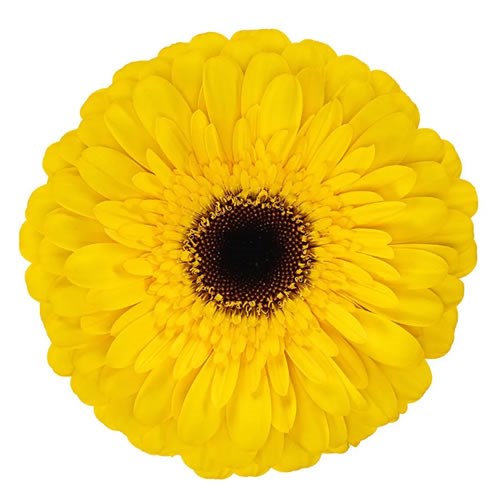Gerbera Playa