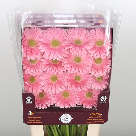 Gerbera Plot