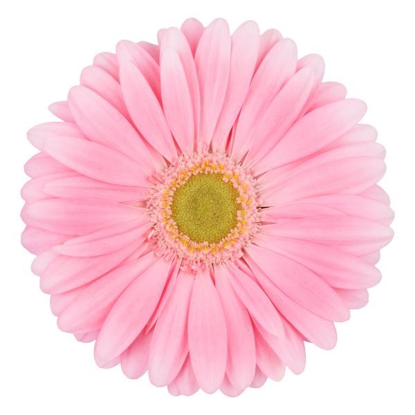 Gerbera Plot