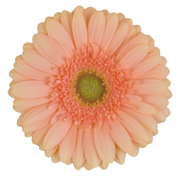 Gerbera Pre - Extase