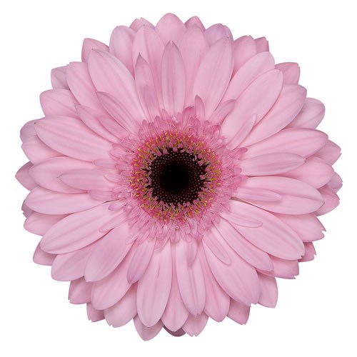 Gerbera Pre-semmy