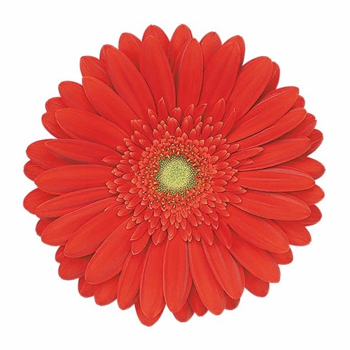 Gerbera Red Explosion