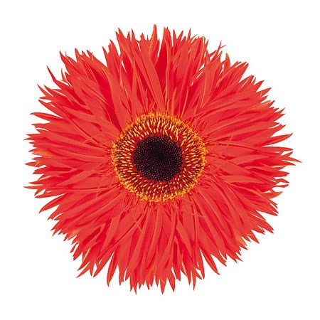 Gerbera Red Trip