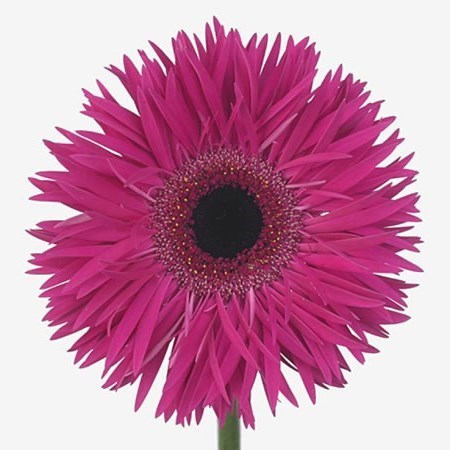 Gerbera Renegade