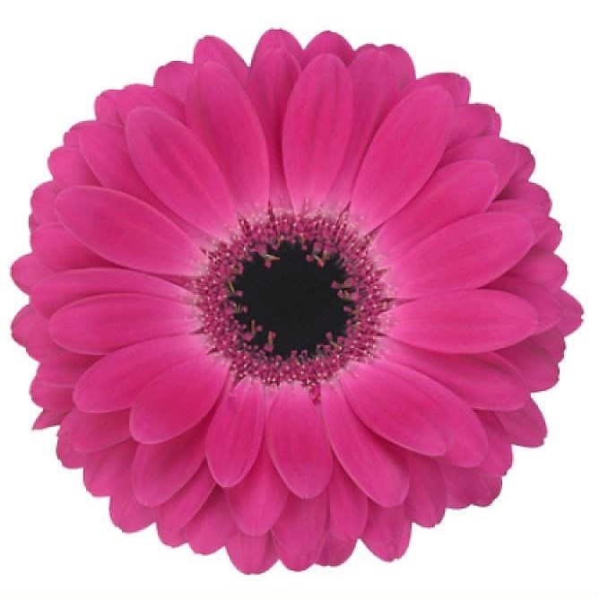 Gerbera Rich