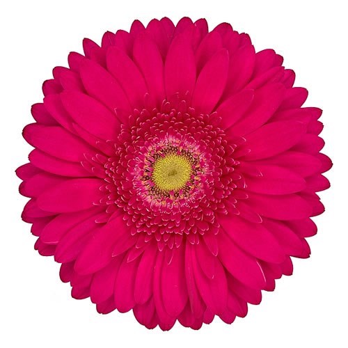 Gerbera Riley