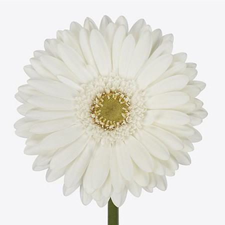 Gerbera Romance