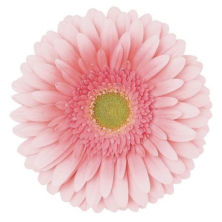 Gerbera Romella