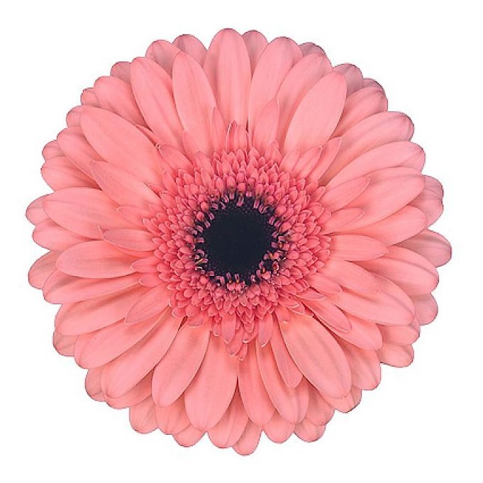 Gerbera Scala