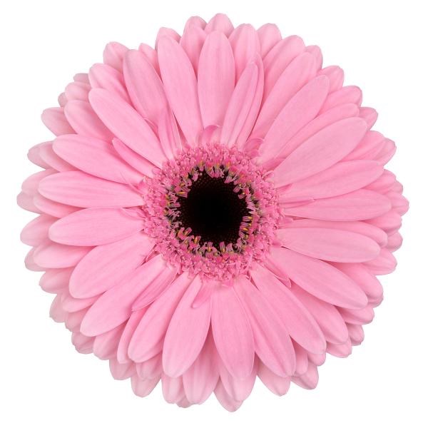 Gerbera Shanice