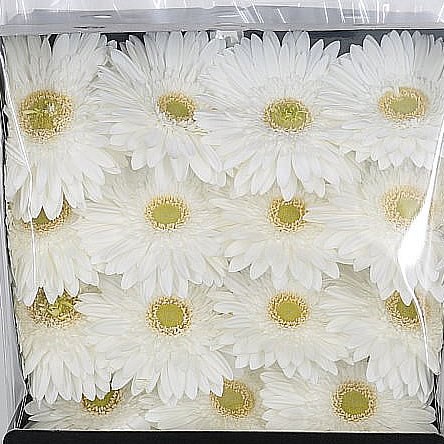 Gerbera Silversnow