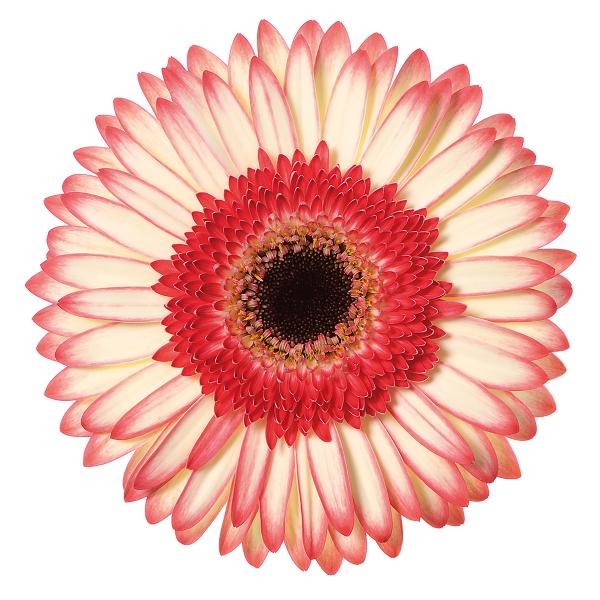 Gerbera Sorbet