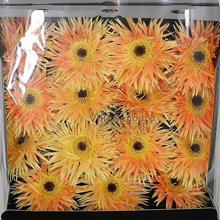 Gerbera Spider Anacleto
