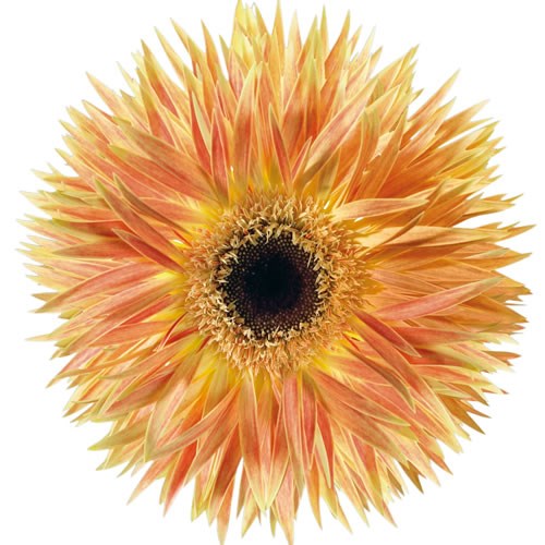 Gerbera Spider Anacleto