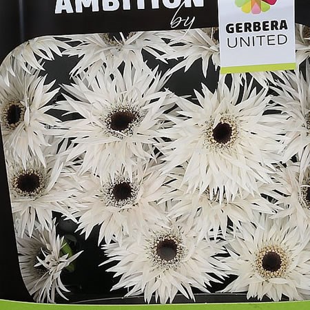Gerbera Spider Garden Ghost