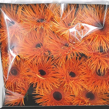 Gerbera Spider Tomahawk