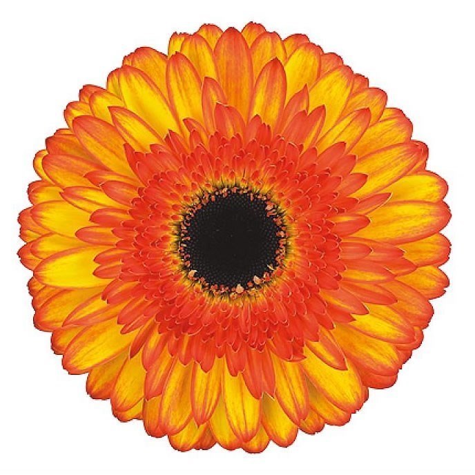 Gerbera Spotlight