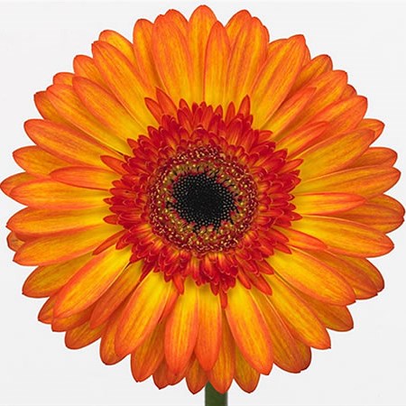 Gerbera Sunspot