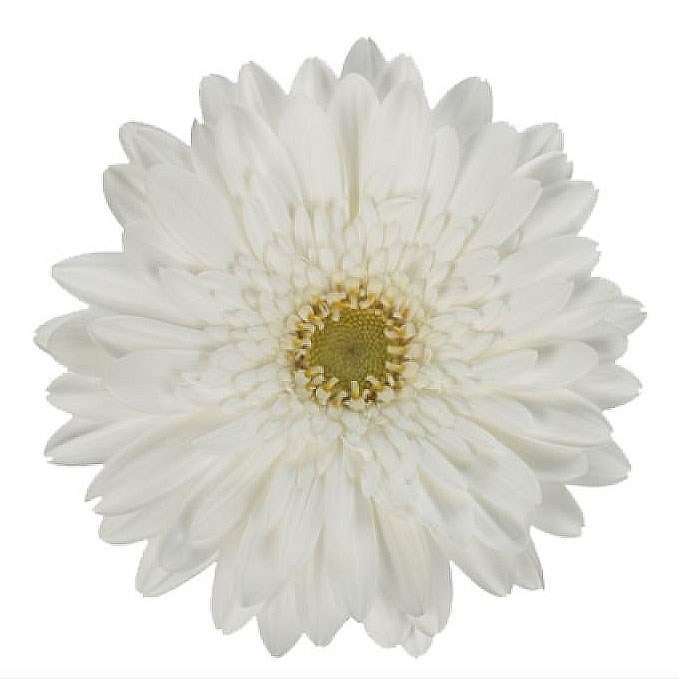 Gerbera Swanlake