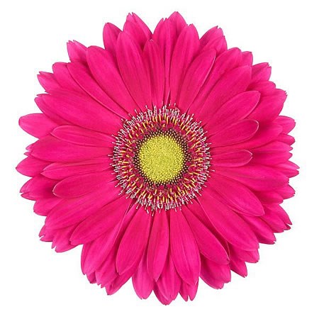 Gerbera Terra Baringo