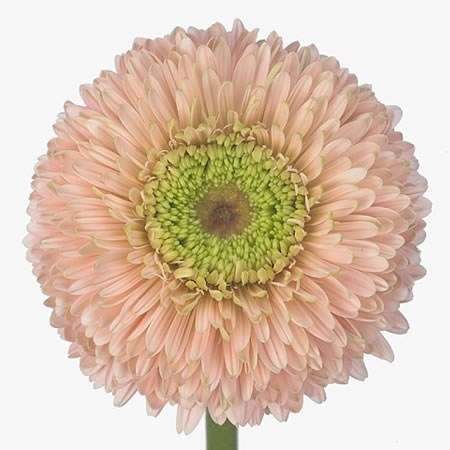 Gerbera Terra Himalia