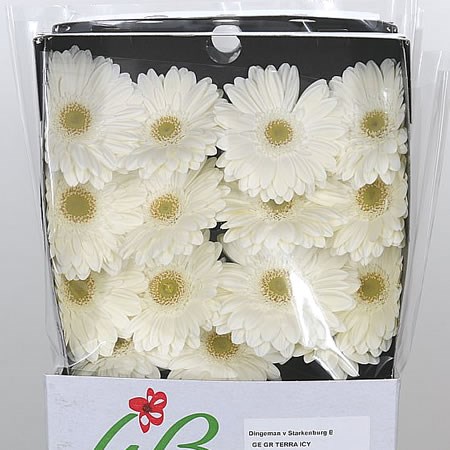 Gerbera Terra Icy