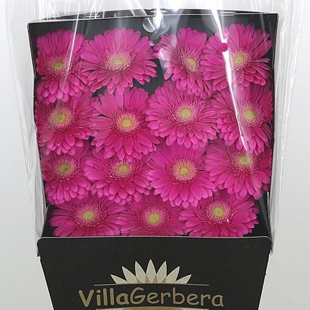 Gerbera Terra Wink