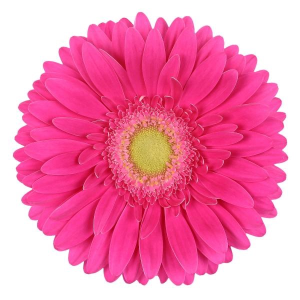 Gerbera Terra Wink