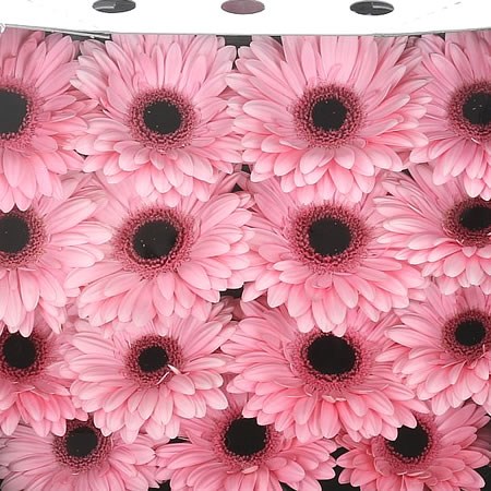 Gerbera Tiffany