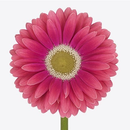 Gerbera Unique