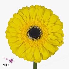 Gerbera Wake Up