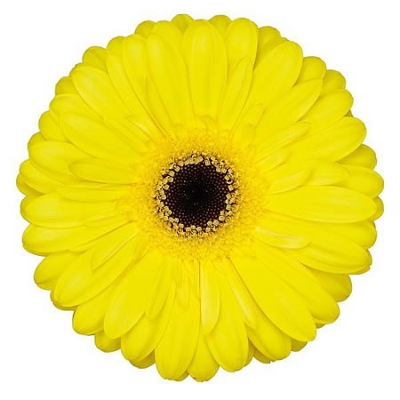 Gerbera Wake Up