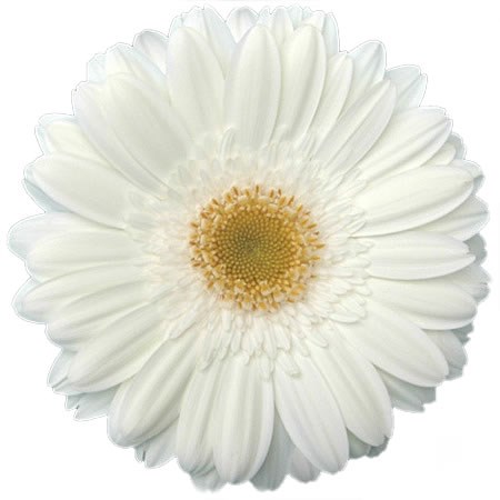 Gerbera White Grizzly