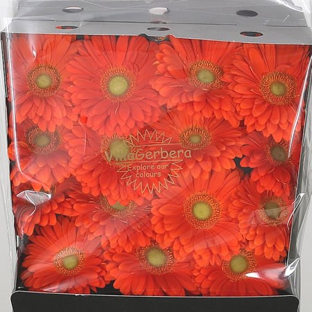 Gerbera Zodiac