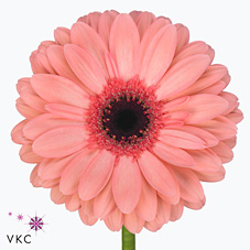 Gerbera Abriana
