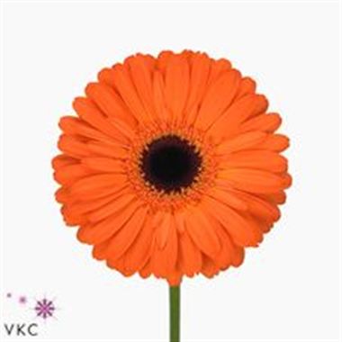 Gerbera Applause