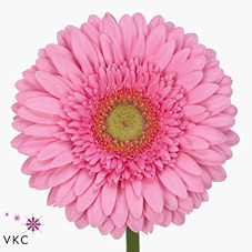Gerbera Ballroom