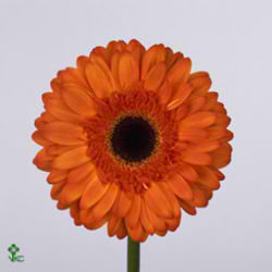Gerbera Classic Fabio Orange
