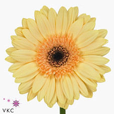 Gerbera Cream Eye